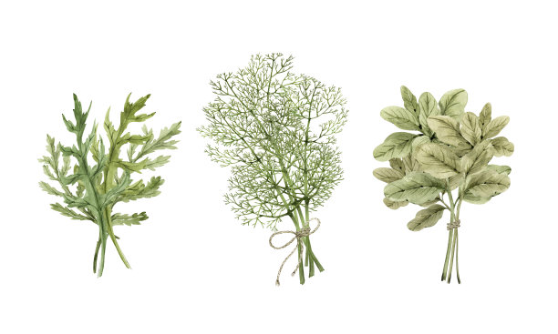 一套绿色小茴香，芝麻菜和牛至，在白色背景上的蔬菜的一捆捆的水彩插图。图片下载