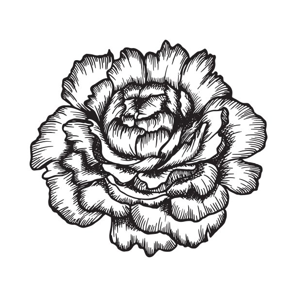 古董牡丹花朵图片下载