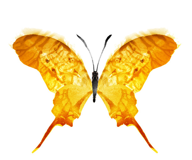 彩色水彩蝴蝶，孤立在白色背景上图片下载