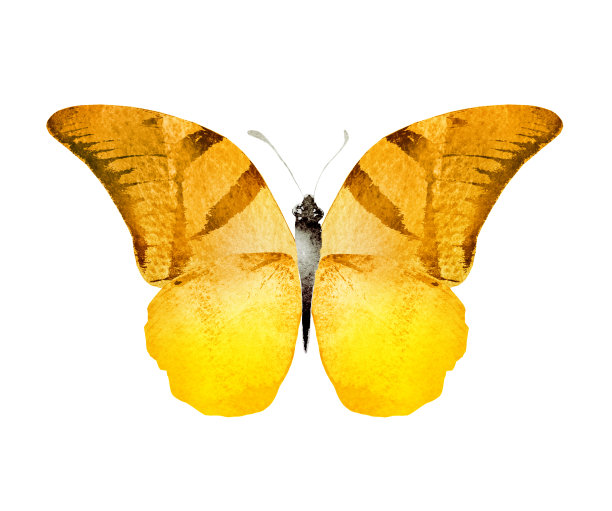 彩色水彩蝴蝶，孤立在白色背景上图片下载