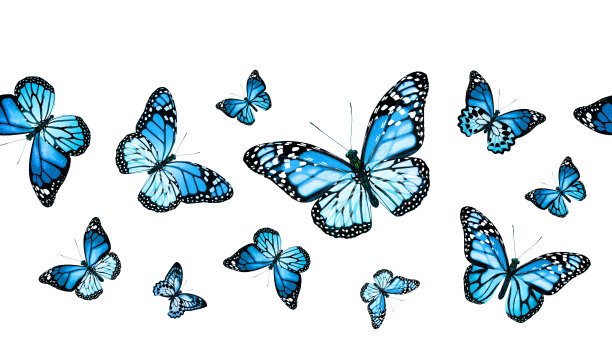 彩色帝王蝶，孤立在白色背景上图片下载