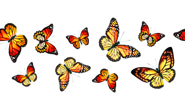 彩色帝王蝶，孤立在白色背景上图片下载