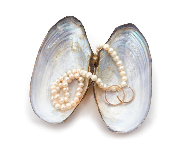 里面有白色珍珠的贝壳。图片下载