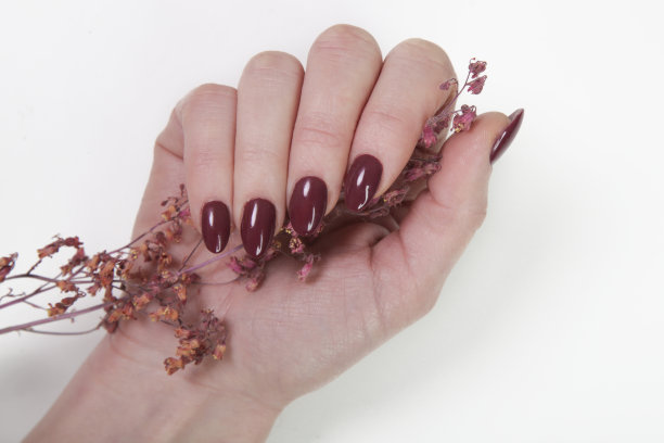 女人的手用紫色指甲油涂在白色的背景上图片下载