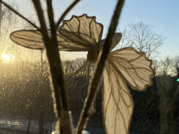 纸蝴蝶图片下载