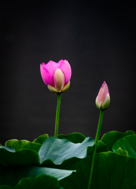 夏天盛开的莲花图片下载