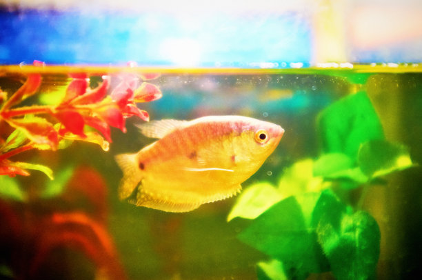 明亮光线下的金鱼，被色彩鲜艳的水生植物包围着图片下载