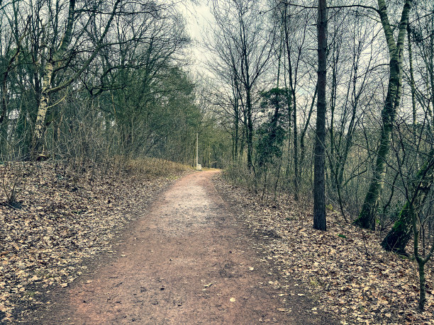 冬天穿过森林的一条小路。图片下载