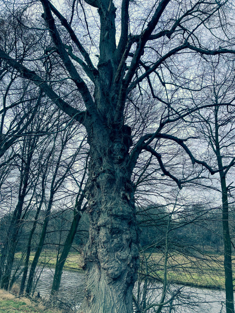 冬天，河边有一棵又老又大的树。图片下载