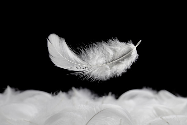 下来的羽毛。柔软的白色绒毛飘落在空中。天鹅羽毛黑色背景。图片下载