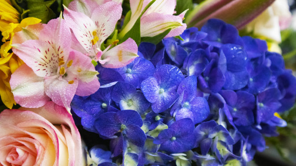 微距照片皇家蓝色绣球旁边的粉红色的alstroemeria和粉红色的玫瑰图片下载