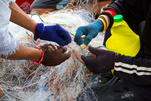 图为，戴着手套的渔民们正在从泰国渔网中打捞海洋生物。图片下载