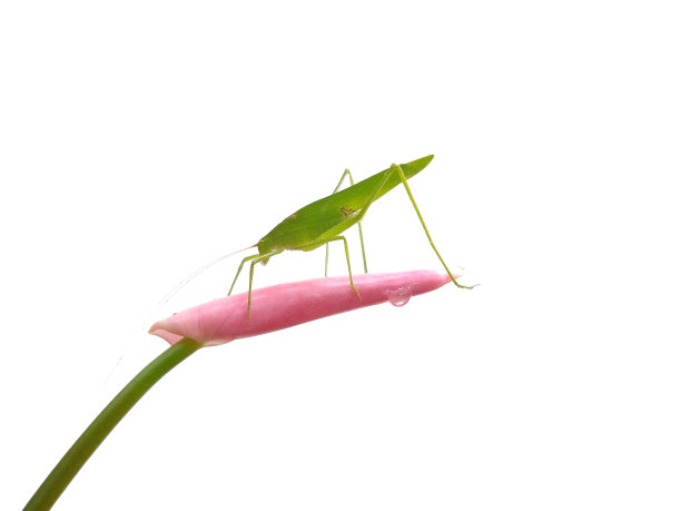 镰状灌木蟋蟀(Phaneroptera falcata)孤立于白色背景，选择性聚焦图片下载