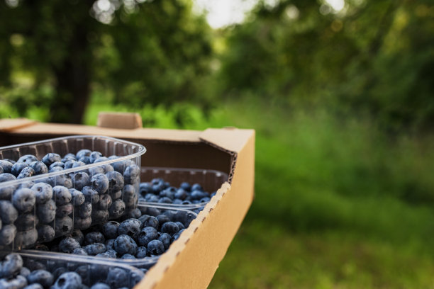 用收集的新鲜蓝莓装盒或板条箱。浆果农业业务图片下载