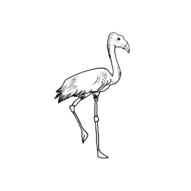 黑白相间的火烈鸟形象图片下载