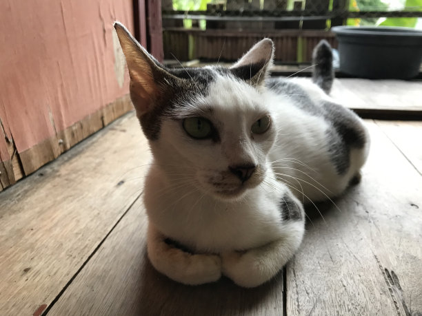 美丽的白色可爱的猫为传单，海报，广告等图片下载