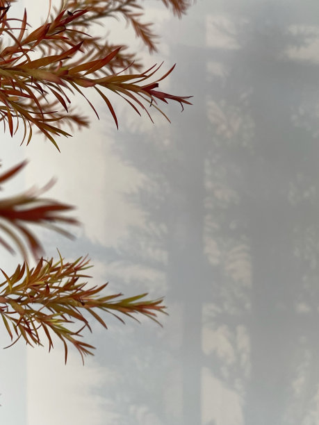 秋天金色和红色的千层枫，在黎明的阳光下，树叶反射的影子在白色的墙上图片下载