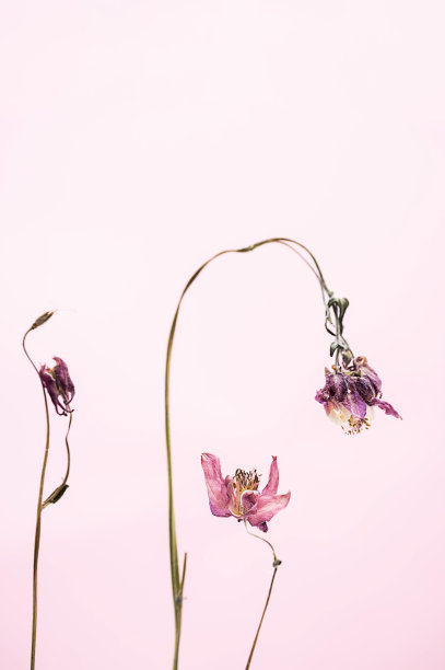 美丽的干花，仔细看。粉彩背景下枯萎的花朵。图片下载