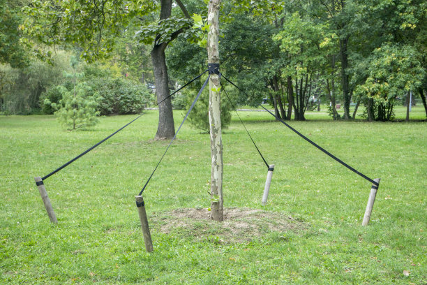 保护树木不因强风而折断和倒下图片下载