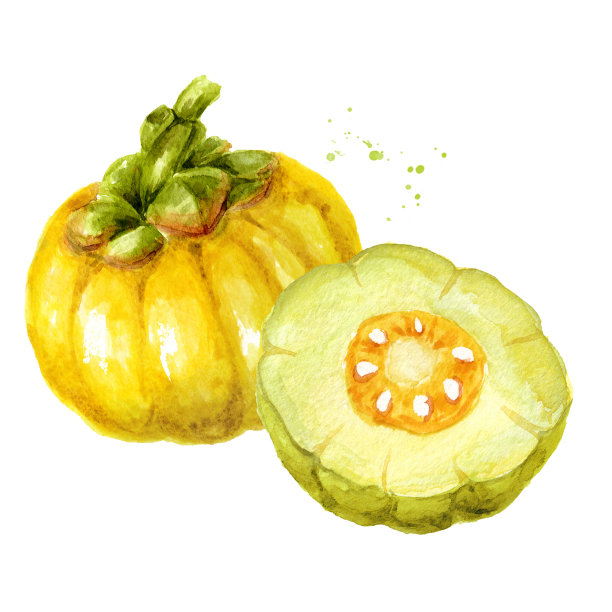 藤果，超级食物，抗氧化剂。手绘水彩插图孤立在白色背景上图片下载