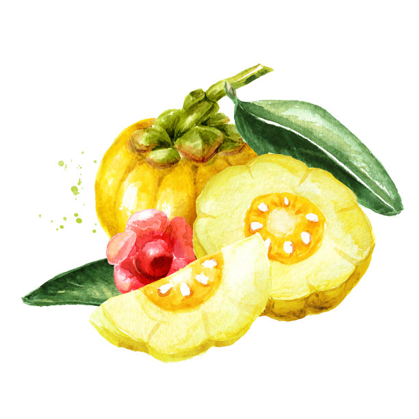 藤果，超级食物，抗氧化剂。手绘水彩插图孤立在白色背景上图片下载