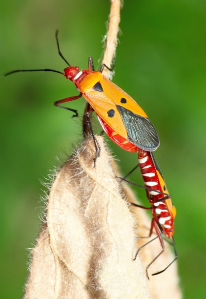 在干叶上交配的红棉虫-动物行为。图片下载