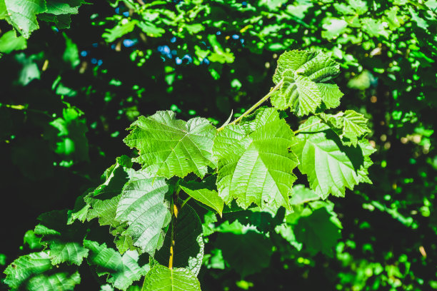 树上的一些绿叶。图片下载