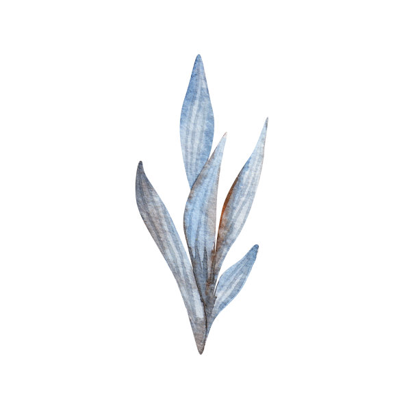 水彩海藻在孤立的白色背景。水下世界手绘，夏季剪纸海螺。用于明信片、包装、织物、图案、纺织品上的印刷。图片下载