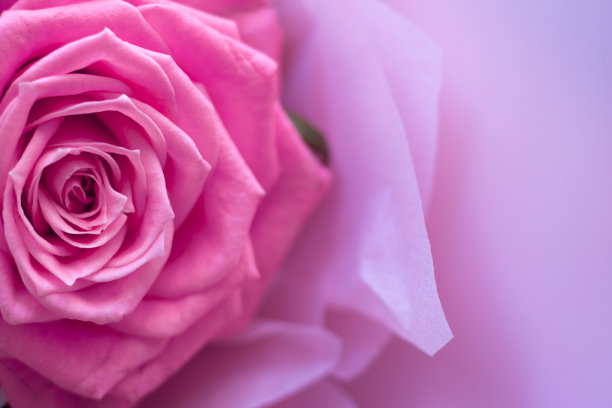 粉红色茂盛的玫瑰特写在粉红色的背景上。美丽的玫瑰在左边，照片为明信片与文字的空间图片下载