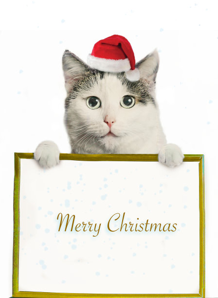 有趣的猫在圣诞老人的帽子和相框图片复制空间圣诞贺卡照片图片下载