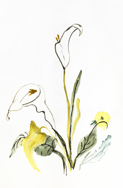 白色百合和黄色蒲公英图片下载