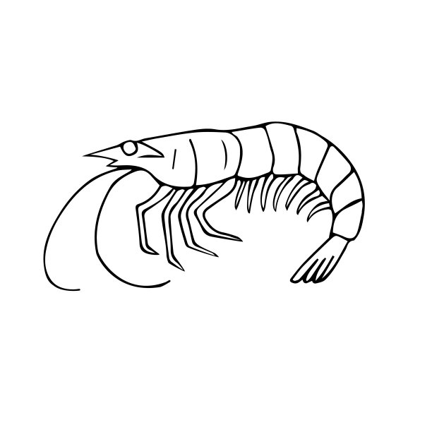 矢量手绘涂鸦草图虾图片下载