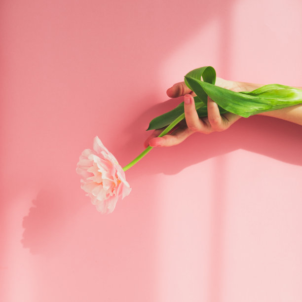手握粉红色的牡丹花状郁金香在粉红色的背景上。极简主义。图片下载