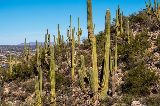 亚利桑那州图森市的一株细长的仙人掌图片下载