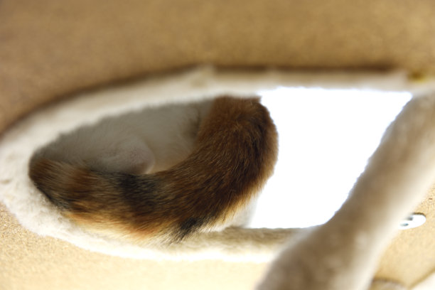 从猫塔下俯视猫尾巴的低角度视角图片下载