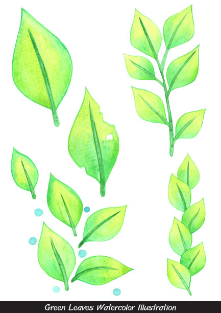 春天的绿叶水彩装饰花园和自然概念。图片下载