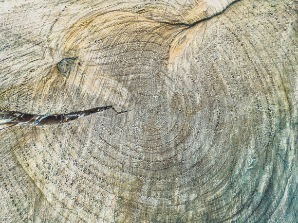 树桩干而轻的树桩，有裂纹作为纹理或背景图片下载