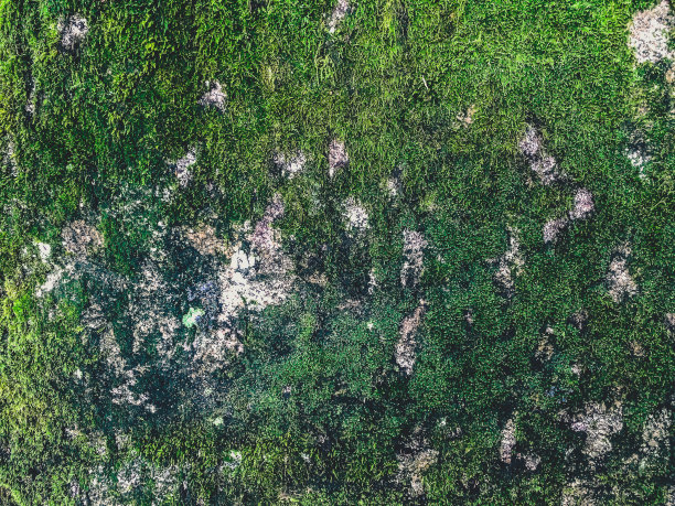 一块长满了植物和苔藓的大石头。图片下载
