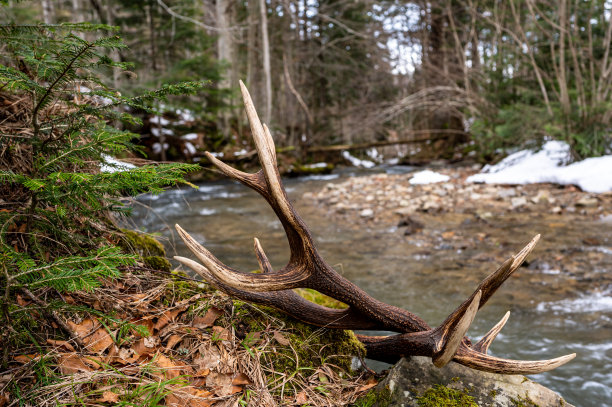 马鹿的鹿角在森林溪流边。宁静的森林场景。比斯兹扎迪山脉，喀尔巴阡山脉，波兰。图片下载