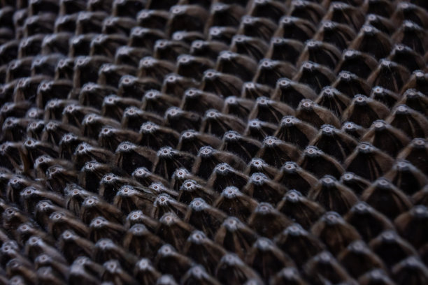 葵花籽的微距照片图片下载