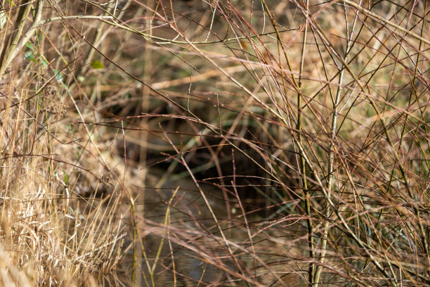 森林河杂草图片下载