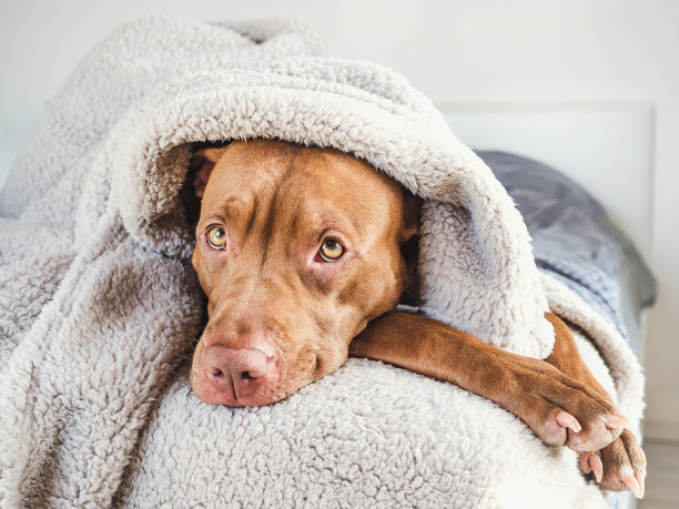 可爱、漂亮的棕色小狗。特写镜头图片下载