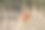 小梅花鹿。图片下载