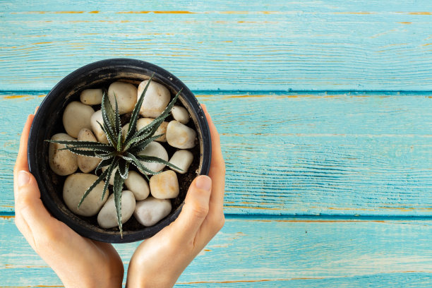 绿色多肉植物在一个花盆和白色的小石头孤立在蓝色的木制背景和人的手握它。图片下载