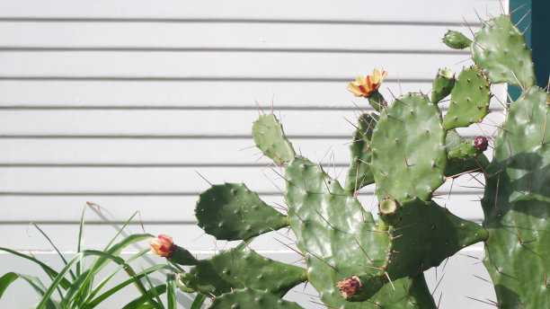 沙漠仙人掌花，白墙，木屋。墨西哥花园，加利福尼亚植物群图片下载