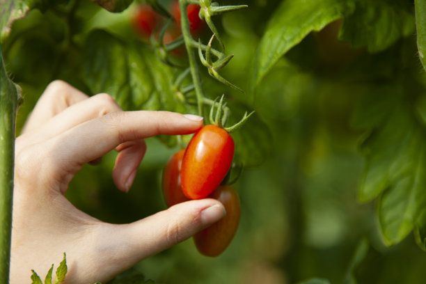 小西红柿在树枝上图片下载