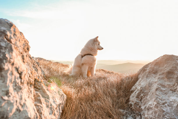 日落时分，小狗坐在草地上的照片图片下载