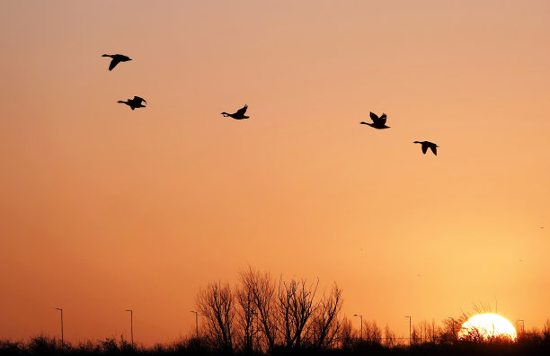 这是一张令人愉快的低角照片，当太阳在黎明升起时，五只鹅飞过橘黄色的天空，飞过树木。图片下载