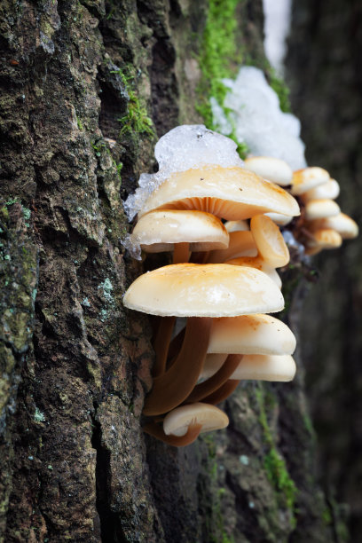 丝绒足(金针菇)图片下载