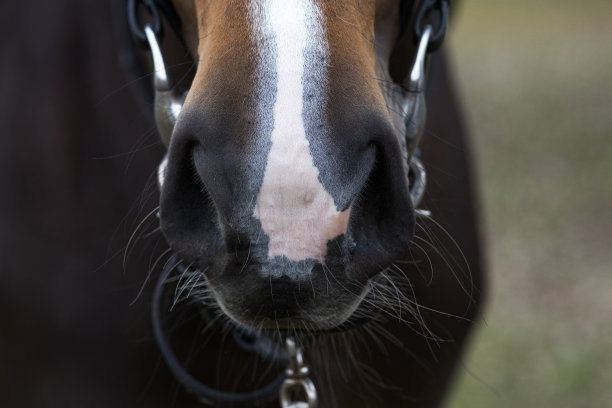 马口鼻图片下载